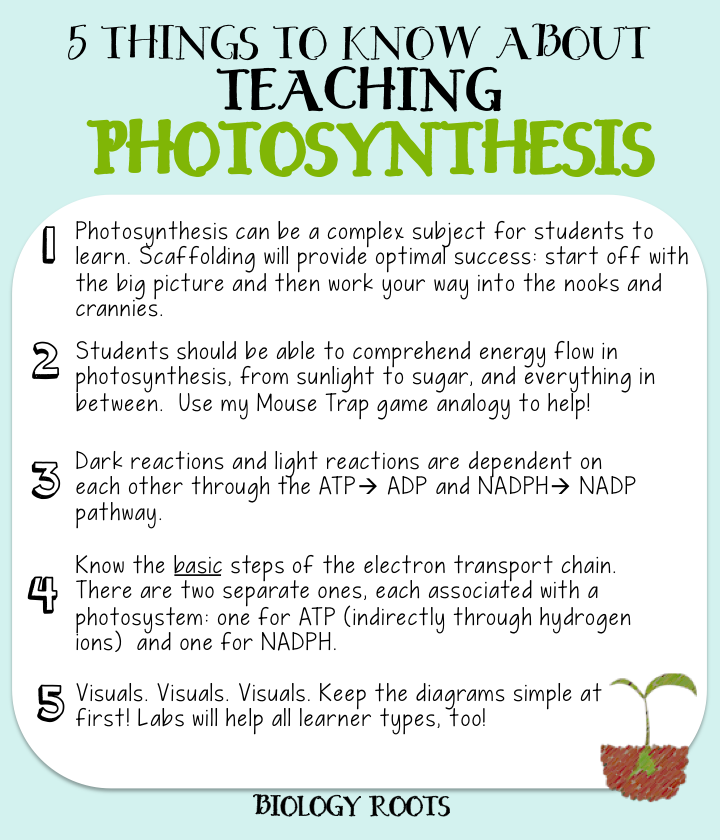 5 Helpful Tips For Teaching Photosynthesis