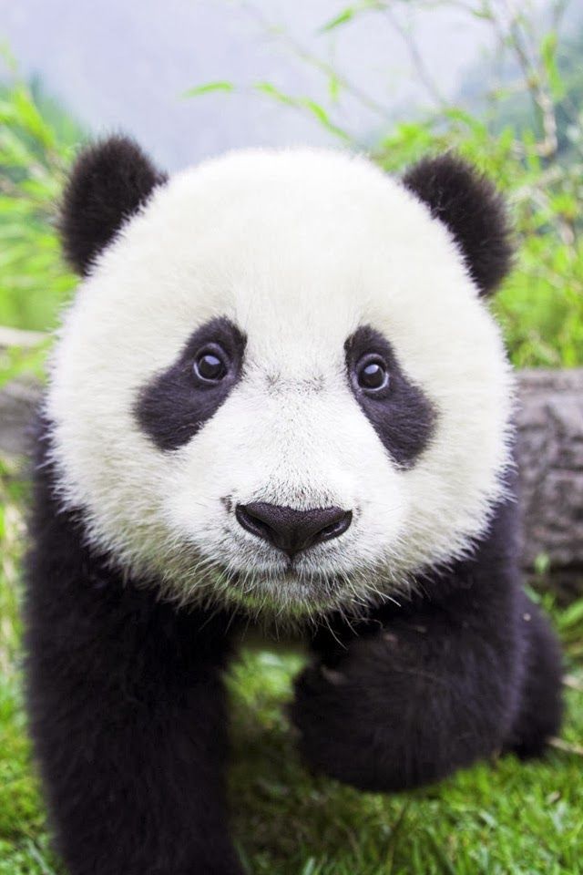 Adorable Baby Panda Glossy Poster Picture Photo China Bear Bamboo