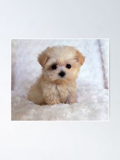 'Cute Puppy' Poster By Bigtomo