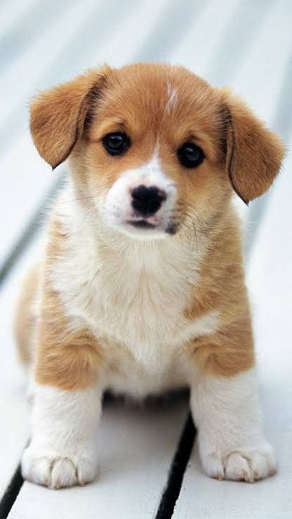 Cute Puppy Hd Image