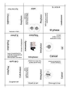Distance Learning :: Cell Cycle And Mitosis Puzzle {Freebie}