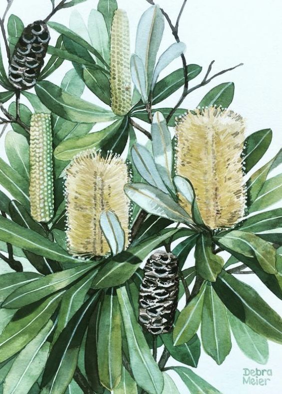 Golden Banksia Australian Native Watercolour Art Print By Debra Meier