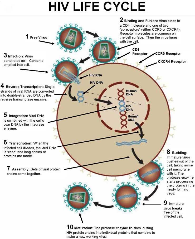 Hiv (Human Immunodeficiency Virus):Lentovirus (Slowly-Replicating Retrovirus); Has Rna As Genetic Material And Synthesizes Dna, Using Reverse Transcriptase To Incorporate Its Genetic Material Into Hos...