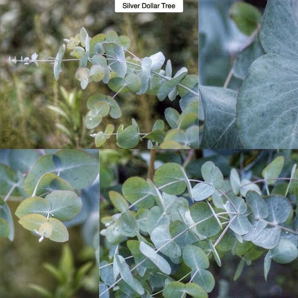 Plant A Day - John Connors On Instagram: “Silver Dollar Tree Eucalyptus Cinerea Type: Evergreen Large Shrub Or Small Tree Exposure: Full Sun Water: Regular This Striking, Fast-…”