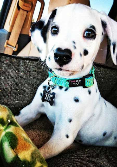 35 Adorably Cute Puppy Pictures to Make you Smile!
