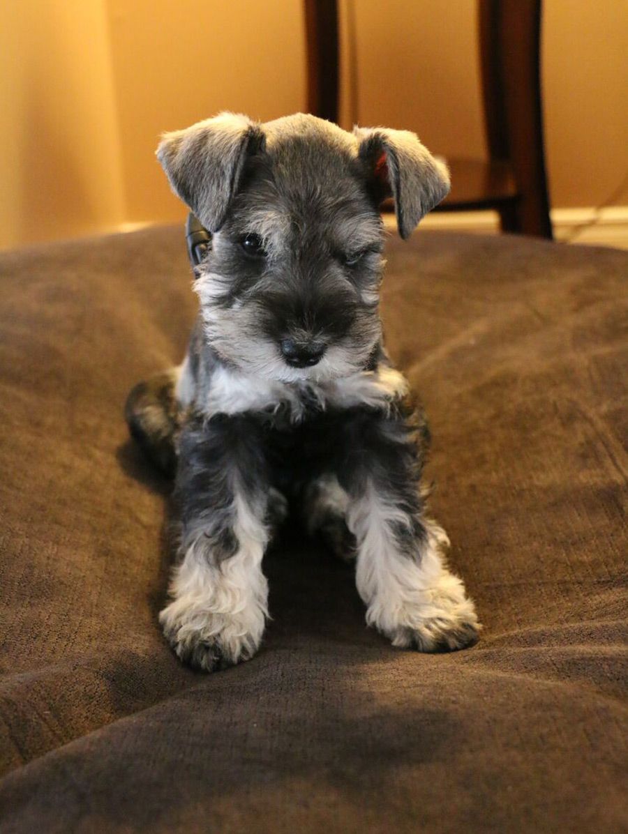Chumpie The Miniature Schnauzer Dogperday Cute Puppy Pictures