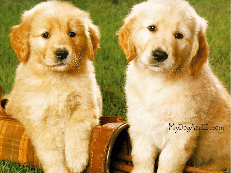 Cute Puppies Wallpaper: Cute Puppy