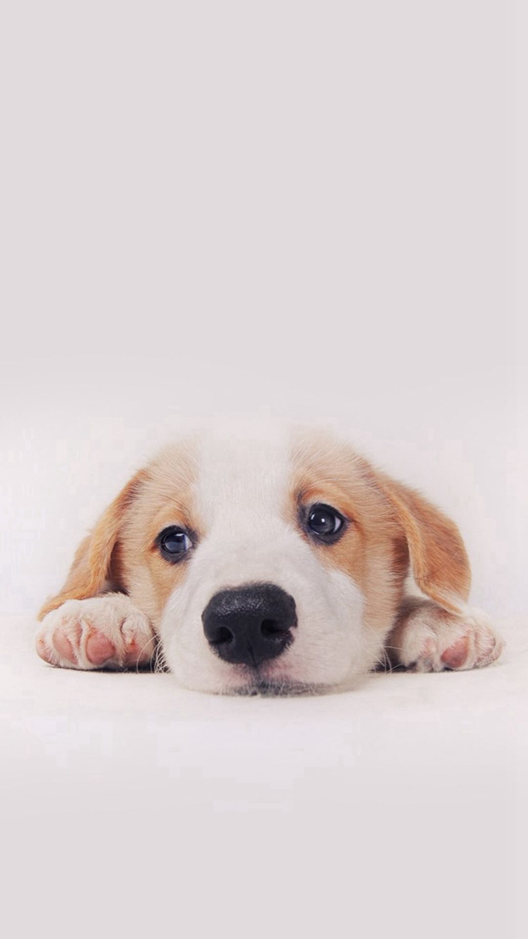 Cute Puppy Dog Pet IPhone 8 Wallpapers 2023