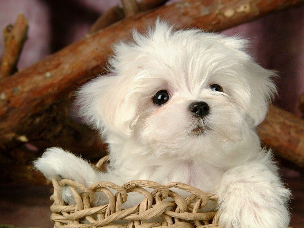 Puppies Wallpaper: Cute Puppy