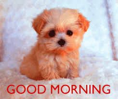 Cute Puppy Good Morning Photo Hd Download