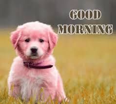 Cute Puppy Good Morning Pics Hd Download