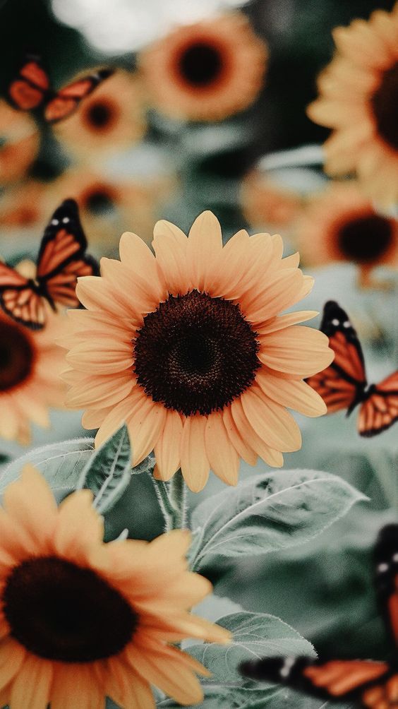 25 Beautiful Flower Wallpapers For Iphone (Free Download!)