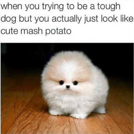 29 Tweets &Amp; Tumblr Posts Anyone With A Small, Fluffy Dog Will Find Extra Funny