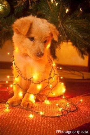 30 Dogs Who Think They'Re Christmas Trees