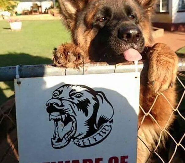 47 Dangerous Dogs Behind Beware Of Dog” Signs”
