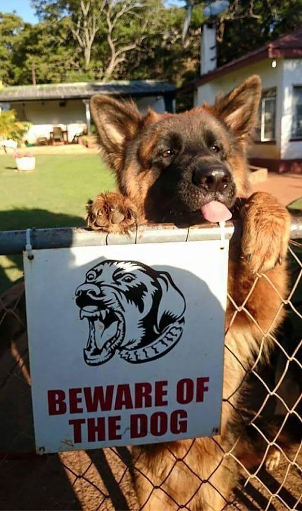 47 Dangerous Dogs Behind Beware Of Dog” Signs”