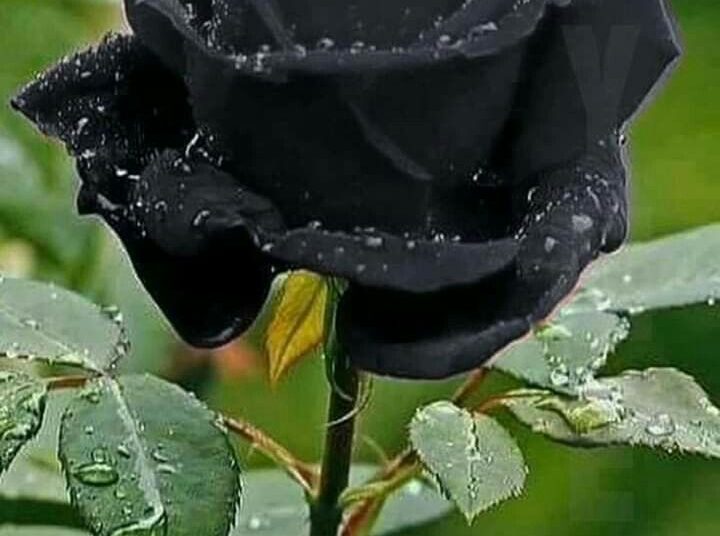 Black Rose Flower Meaning