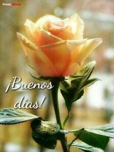 Buenos dias amor Imagen 3