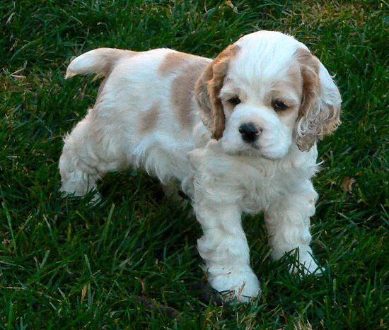 Cocker Spaniel Puppy Pictures From Our 2004 Litter
