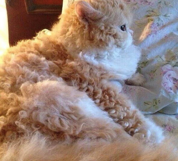 Curly Haired Cats Exist And People Can'T Stop Obsessing Over How Cute They Are