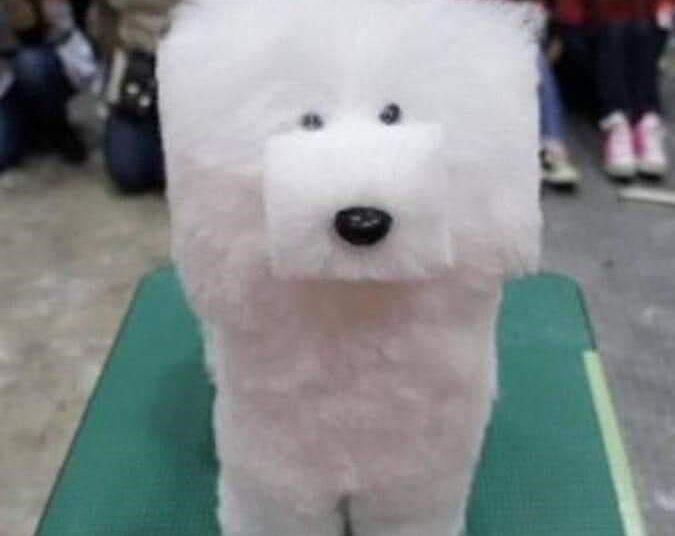Dogs With Embarrassingly Laughable Haircuts