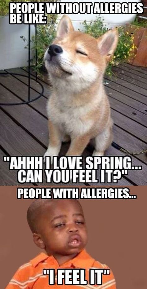 Funny Allergy Memes
