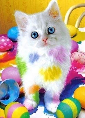 Gallery Of Easter Cats