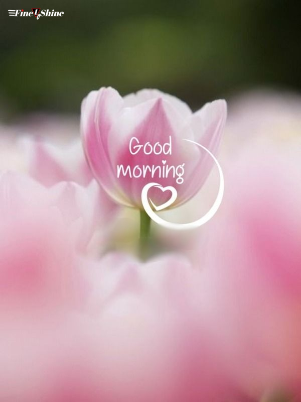 Good Morning Picture With Flowers - 1080p HD 2023