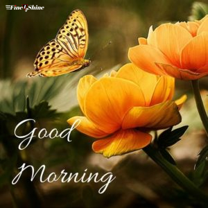Good Morning Images With Flowers, Quotes, And Butterflies