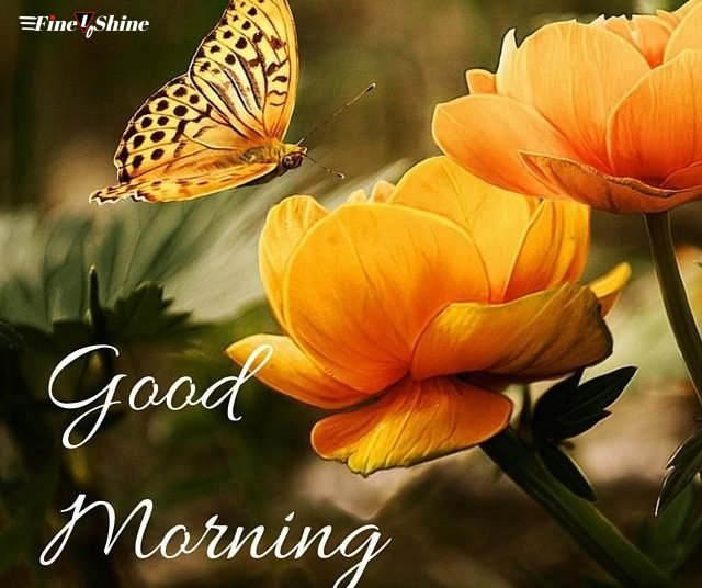 Good Morning Images With Flowers, Quotes, And Butterflies