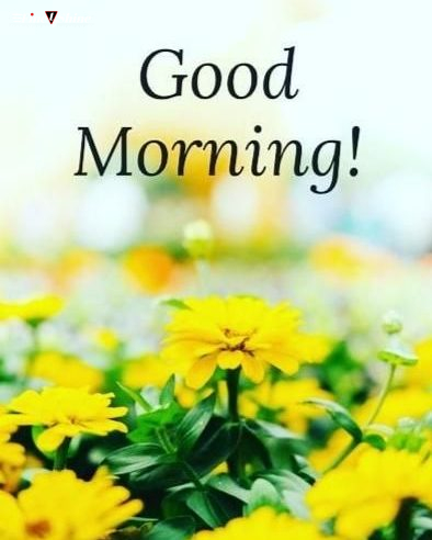 Best Good Morning Wishes For Whatsapp, Facebook &Amp; Instagram