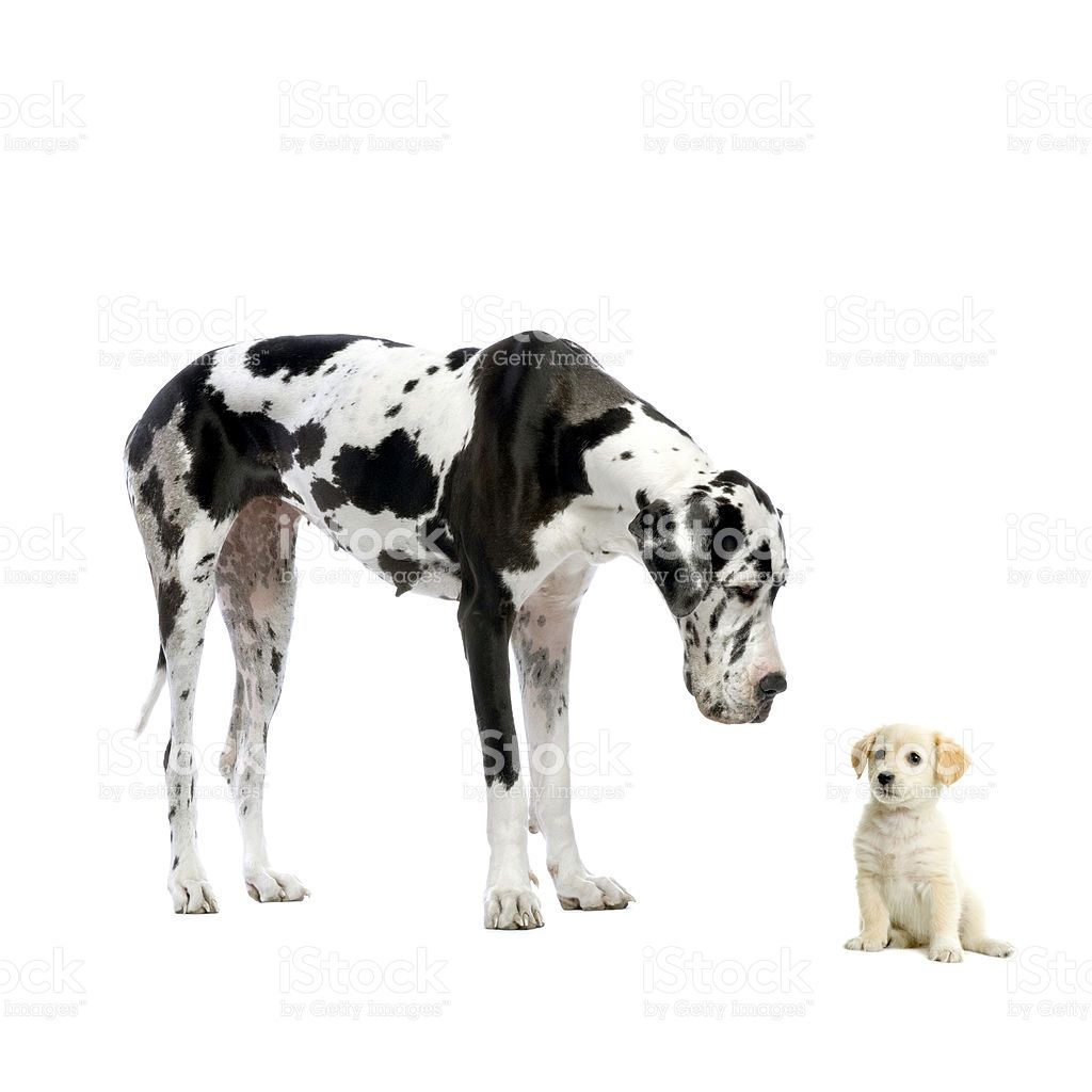 Great Dane Harlequin Looking Down At Yellow Labrador Retriever Puppy