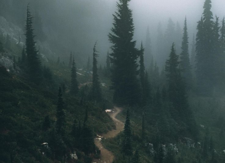 Hiking Through The Mist. Mt. Rainier National Park  (3648X4560)