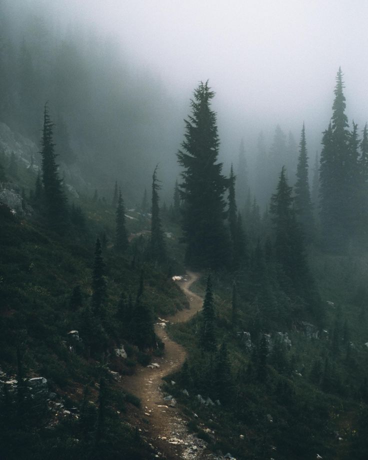 Hiking Through The Mist. Mt. Rainier National Park  (3648X4560)