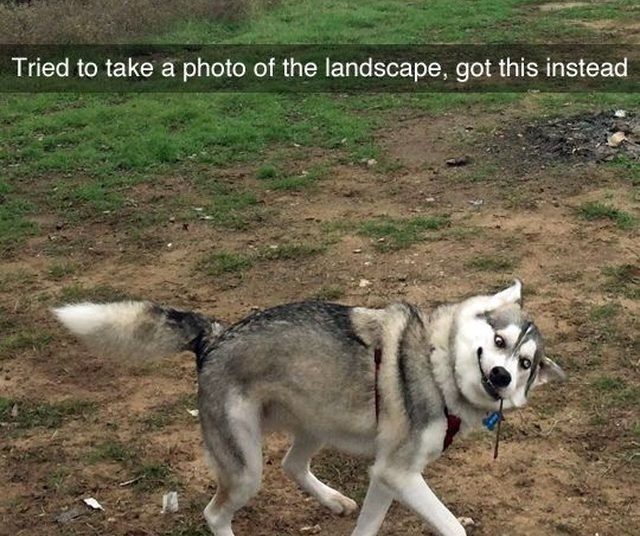 Just 19 Ridiculously Awkward Photos Of Dogs | Cuteness