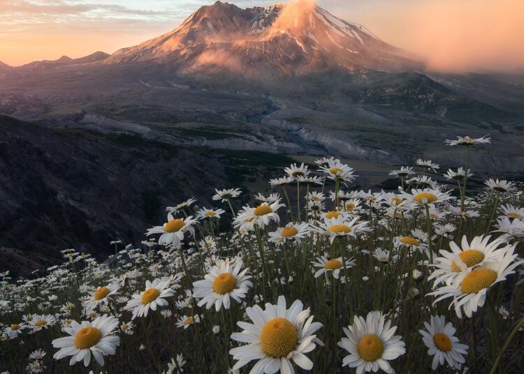 Mt St Helens Towering Above Wildflowers During A Beautiful Sunrise (1400X2000) @