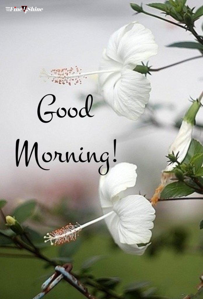 New Good Morning Images HD 2