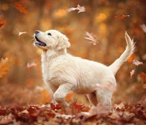 Petslady'S Pick: Adorable Autumn Puppy Of The Day