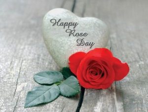 Rose Day – Specials Status Video Download- Messages & Quotes