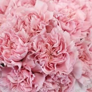 Soft Pink Fresh Carnation Flowers for Mothers Day – 150 stems