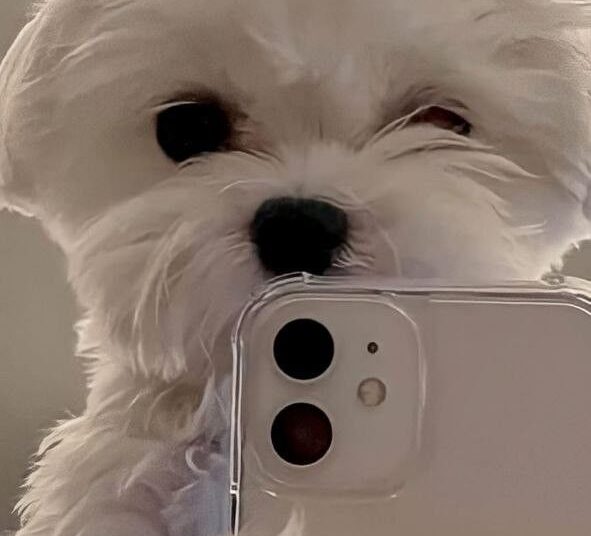 Обои Для Телефона | Cute Dog Wallpaper, Cute Puppy Wallpaper, Dog Wallpaper